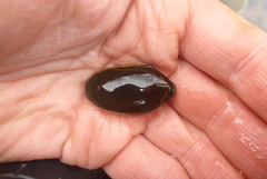 Dytiscus verticalis