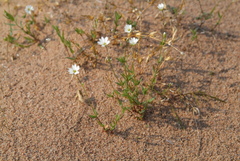 Stellaria crassipes