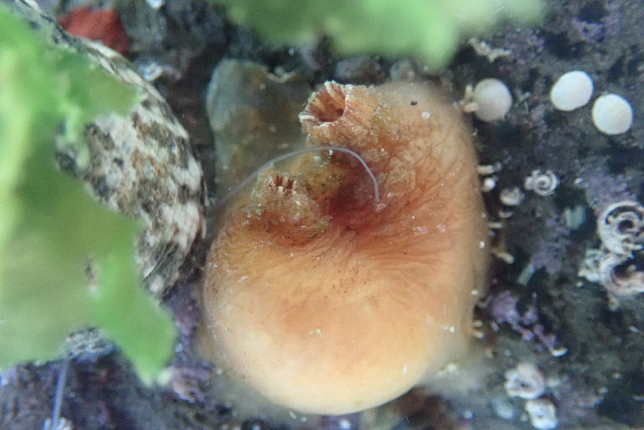 Asterocarpa humilis (Heller, 1878)