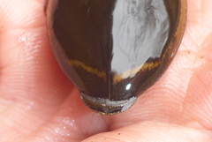Dytiscus verticalis