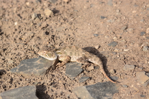 Dwarf Rock Agama, Calotes minor