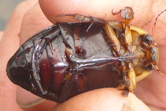 Dytiscus verticalis