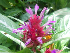 Justicia scheidweileri