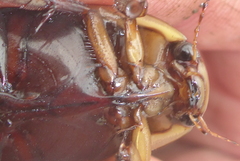 Dytiscus verticalis