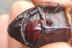 Dytiscus verticalis