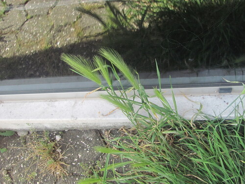 Hordeum murinum iNat (2)