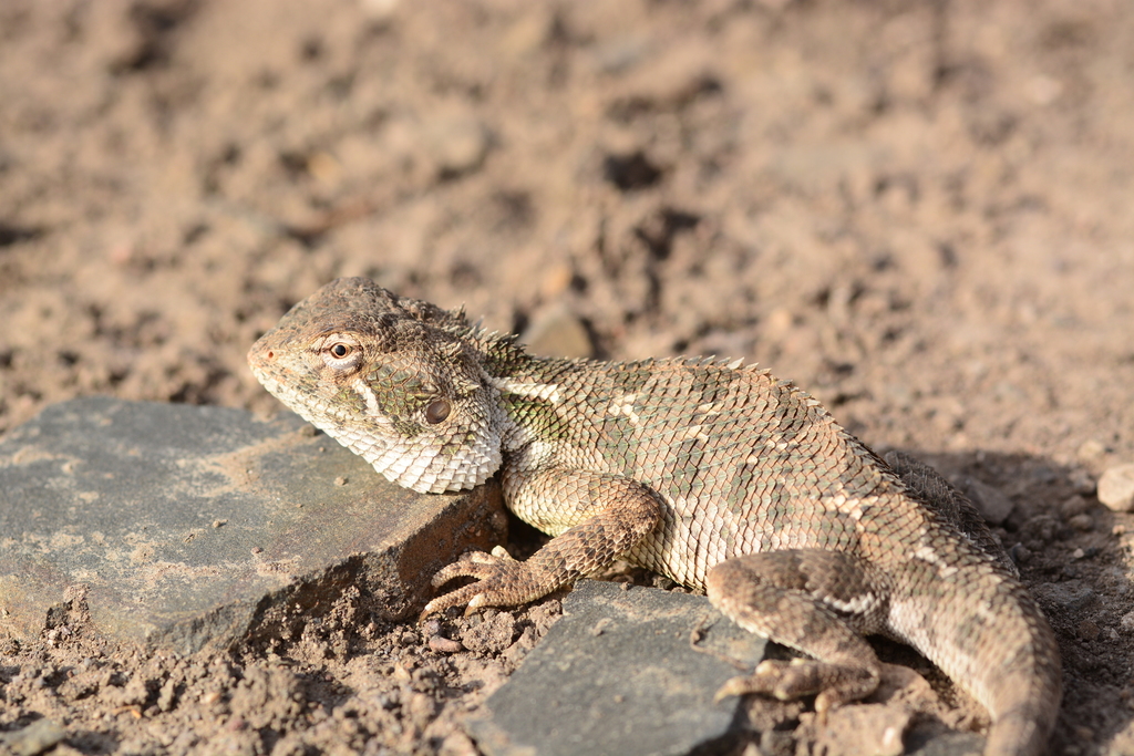 Dwarf Rock Agama