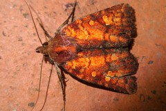 Eriopygini