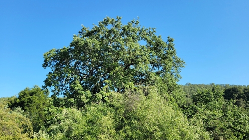 iNaturalist observation photo of Dumosae