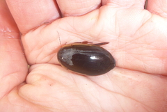 Dytiscus fasciventris