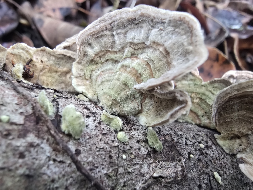 Trametes pubescens · May 2026 · photo: © jalilr (iNaturalist, cc-by-sa)
