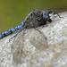 Azure Darner - Photo (c) upupamartin, some rights reserved (CC BY-NC-ND), uploaded by upupamartin