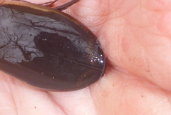 Dytiscus fasciventris