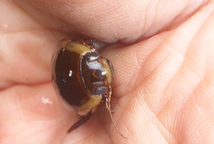 Dytiscus fasciventris