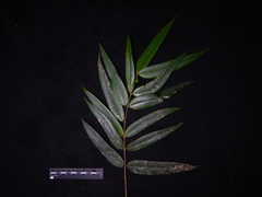 Calophyllum parvifolium