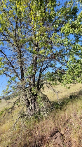 iNaturalist observation photo of Dumosae