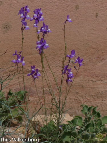 Linaria bipartita iNat (3)