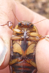 Dytiscus fasciventris