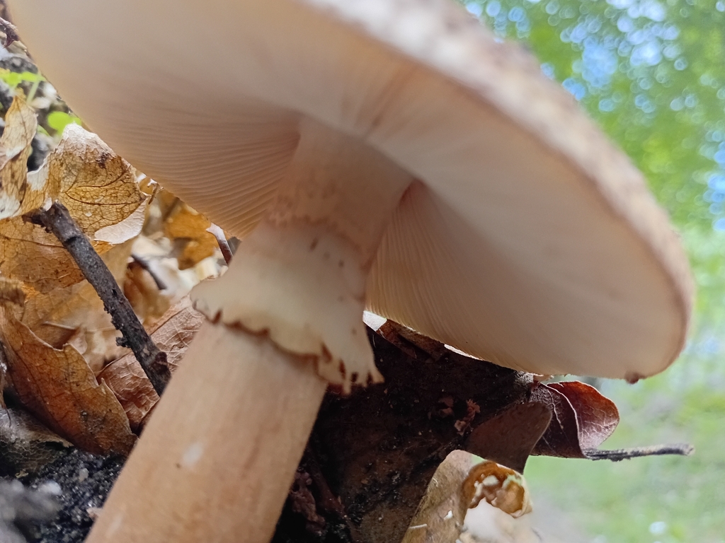 Amanita rubescens · May 2026 · photo: © gijsroaming (iNaturalist, cc-by)