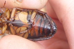 Dytiscus fasciventris