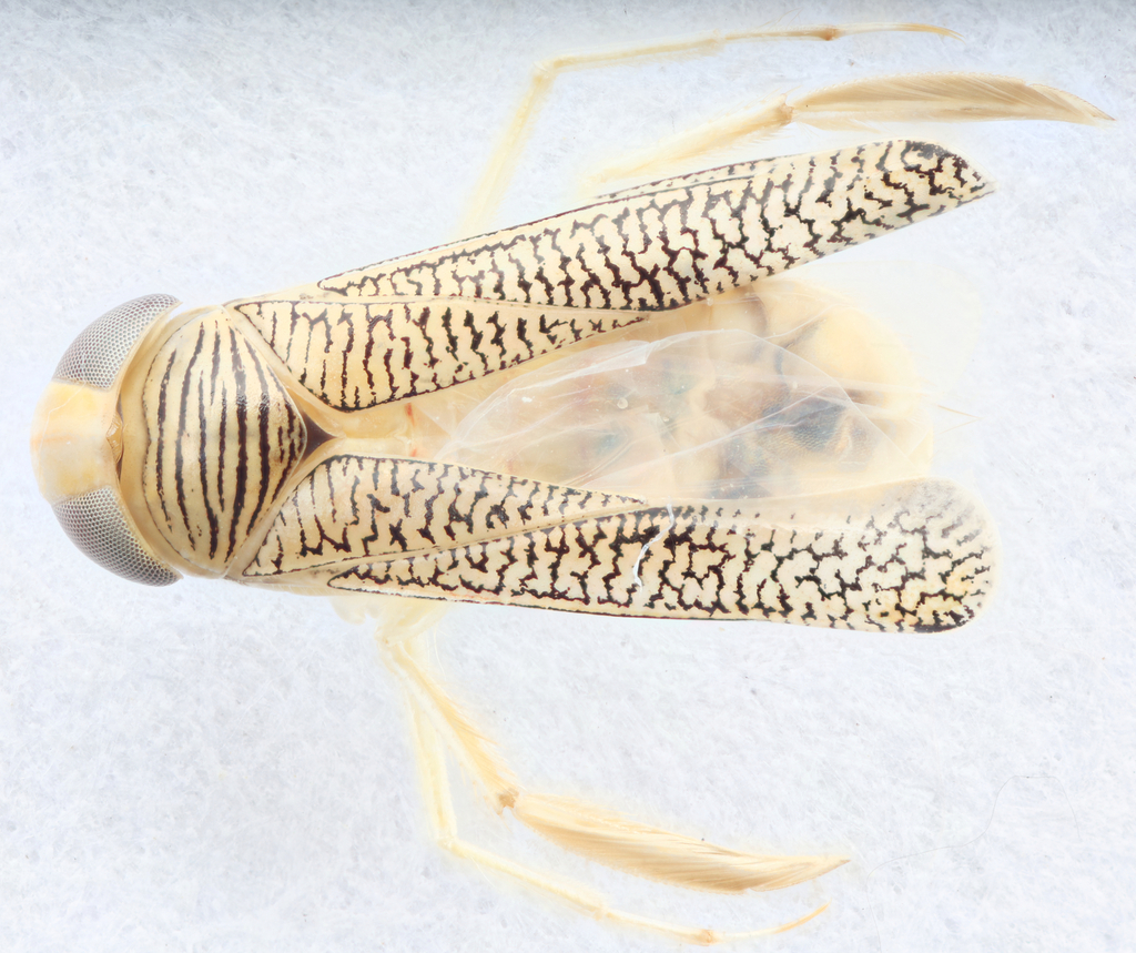 Trichocorixa kanza