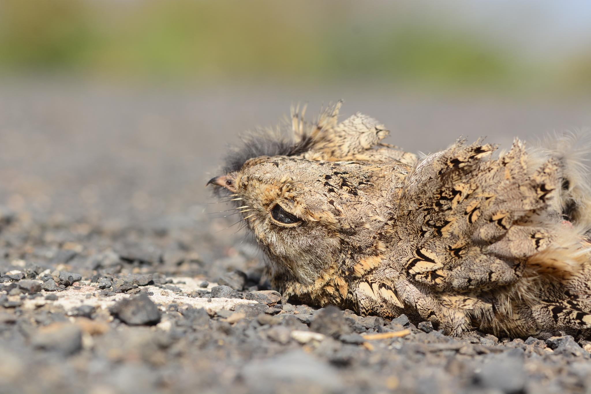 Savanna Nightjar
