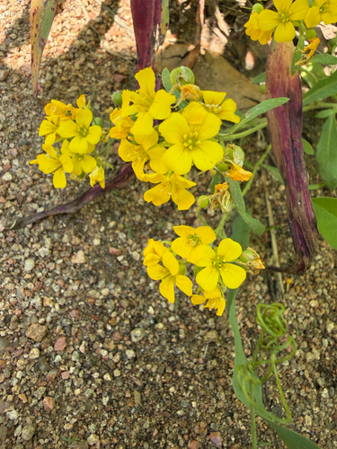Physaria gordonii, photograph 1