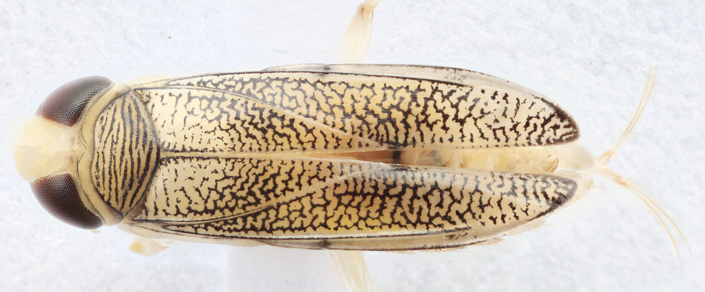 Palmacorixa nana walleyi
