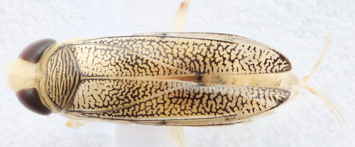Palmacorixa nana walleyi