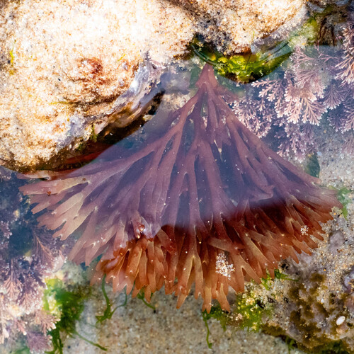 Scinaia furcellata observed 2026-05-01