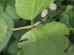 Eugnathus distinctus