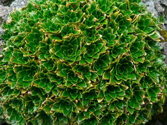 Eudema nubigena
