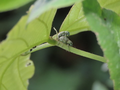 Eugnathus distinctus