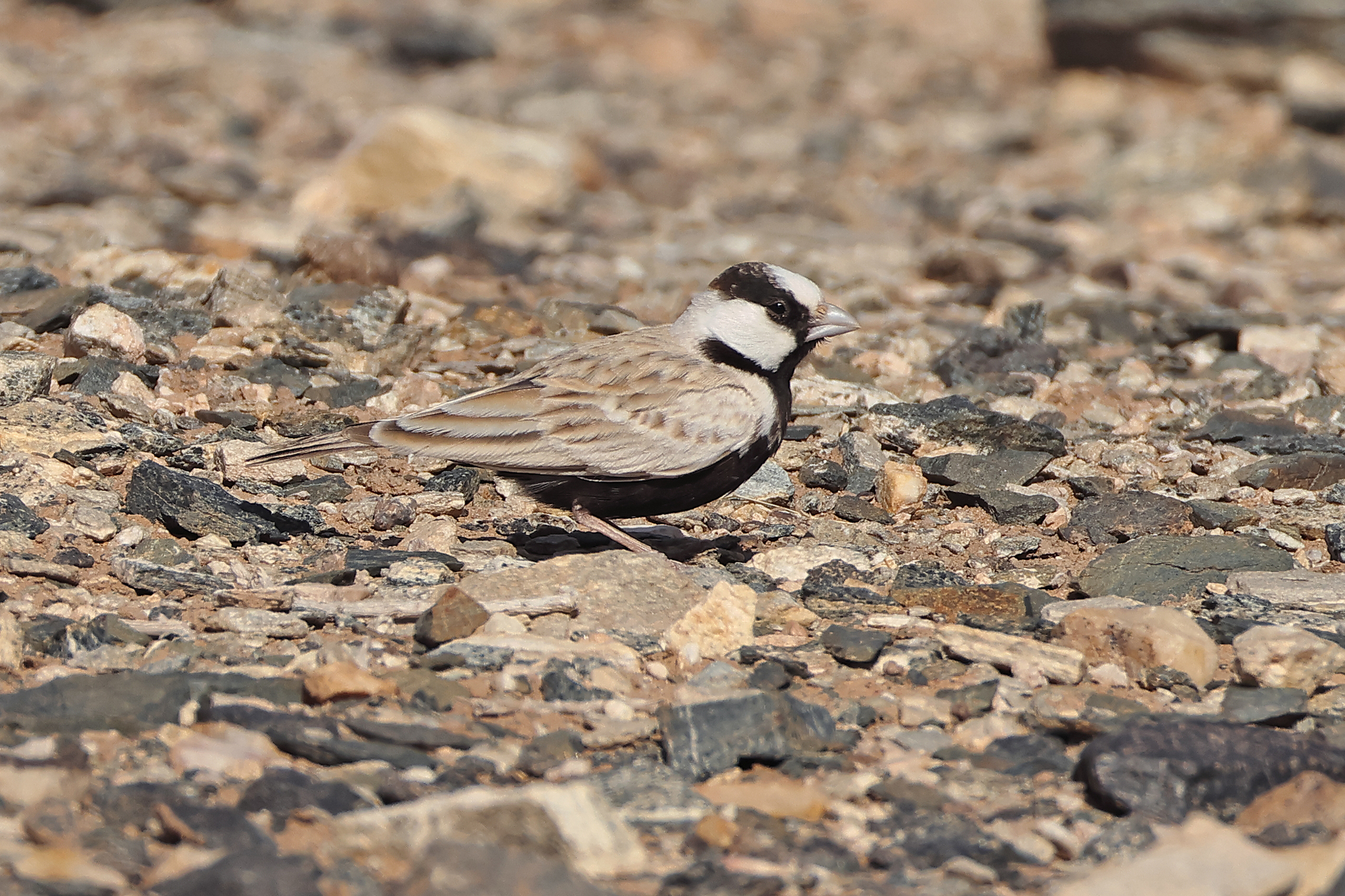 Black-crowned Sparrow-Lark (Eremopterix nigriceps), photo 3