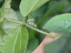 Eugnathus distinctus