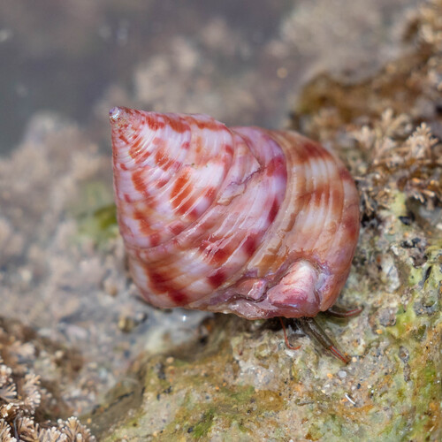 Calliostoma zizyphinum