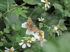 Polygonia c-aureum lunulata