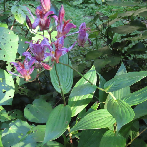 Tricyrtis formosana