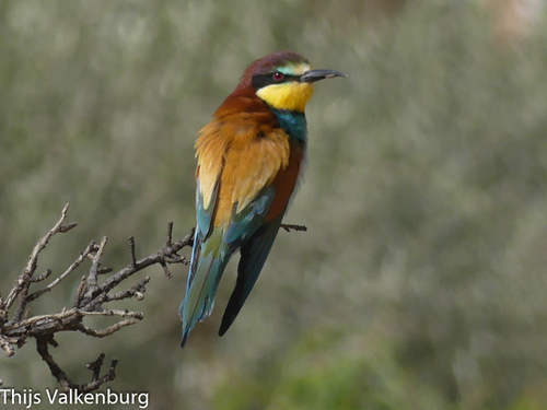 European Bee-eater
