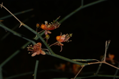 Capparis decidua