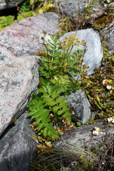 Anisotome pilifera