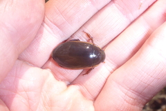 Dytiscus fasciventris