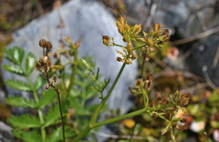 Anisotome pilifera