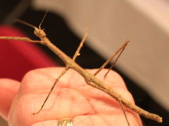 Medauroidea extradentata