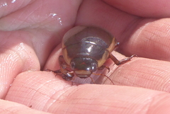 Dytiscus fasciventris
