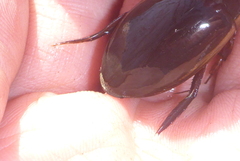 Dytiscus fasciventris