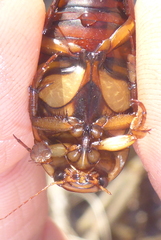 Dytiscus fasciventris
