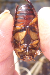 Dytiscus fasciventris