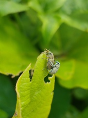 Eugnathus distinctus