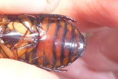 Dytiscus fasciventris